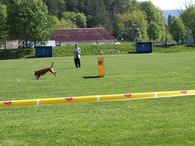 www.atibox.net * www.euroboxer.eu * www.boxergenealogia.eu